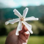 La véritable fleur de tiaré qui parfume Tahiti